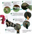 /album/galeria-de-fotos/esquema-metamorfose-da-borboleta-biologia-rnt-jpg/